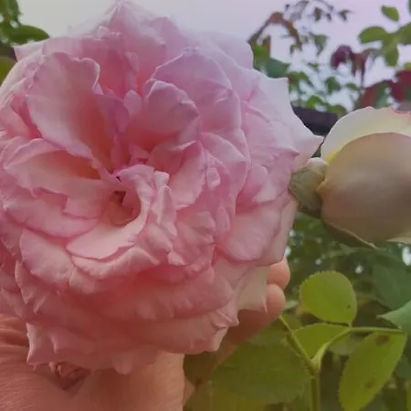 Il Tempo Ritrovato * Alba (Piedmont)